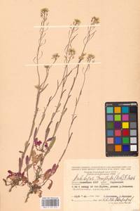 Резуховидка стрелолистная (M.Bieb.) Al-Shehbaz, O'Kane & R.A.Price, Восточная Европа, Нижневолжский район (E9) (Россия)