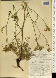 Китагавия байкальская (Redowsky ex Willd.) Pimenov, Монголия (MONG) (Монголия)