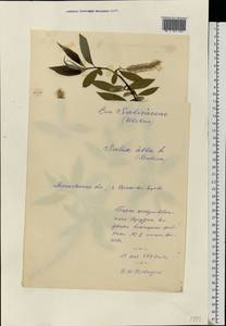 Ива белая, Ветла L., Восточная Европа, Московская область и Москва (E4a) (Россия)