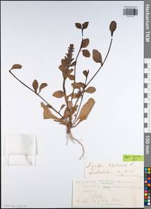 Живучка ползучая L., Восточная Европа, Центральный район (E4) (Россия)