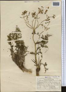 Шренкия влагалищная (Ledeb.) Fisch. & C.A.Mey., Средняя Азия и Казахстан, Северный и Центральный Тянь-Шань (M4) (Казахстан)