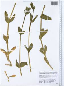 Dichodon davuricum (Fisch. ex Spreng.) Á. Löve & D. Löve, Сибирь, Прибайкалье и Забайкалье (S4) (Россия)