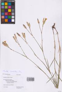 Dianthus monadelphus subsp. pallens (Sm.) Greuter & Burdet, Восточная Европа, Центральный лесостепной район (E6) (Россия)