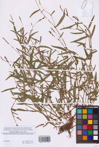 Горец малый (Huds.) Opiz, Восточная Европа, Московская область и Москва (E4a) (Россия)