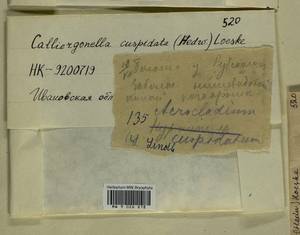 Calliergonella cuspidata (Hedw.) Loeske, Гербарий мохообразных, Мхи - Центральное Нечерноземье (B6) (Россия)