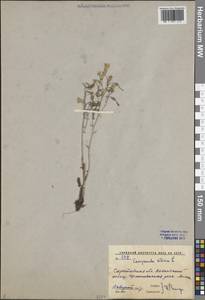 Колокольчик сибирский L., Восточная Европа, Нижневолжский район (E9) (Россия)