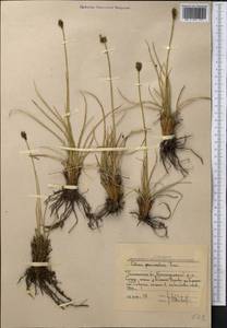 Carex deasyi (C.B.Clarke) O.Yano & S.R.Zhang, Средняя Азия и Казахстан, Западный Тянь-Шань и Каратау (M3) (Узбекистан)