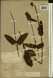 Betonica officinalis subsp. officinalis, Восточная Европа, Средневолжский район (E8) (Россия)