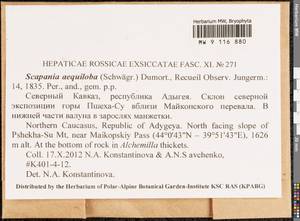 Scapania aequiloba (Schwägr.) Dumort., Гербарий мохообразных, Мхи - Северный Кавказ и Предкавказье (B12) (Россия)