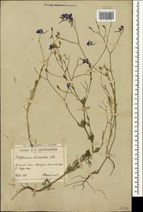 Delphinium consolida subsp. divaricatum (Ledeb.) A. Nyár., Крым (KRYM) (Россия)