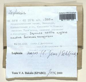 Lophoziopsis polaris (R.M. Schust.) Konstant. & Vilnet, Гербарий мохообразных, Мхи - Красноярский край, Тыва и Хакасия (B17) (Россия)