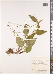 Lapsana communis subsp. pisidica (Boiss. & Heldr.) Rech. fil., Кавказ, Грузия (K4) (Грузия)