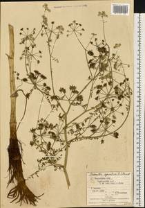 Омежник водный, Омежник водяной (L.) Poir., Восточная Европа, Западно-Украинский район (E13) (Украина)