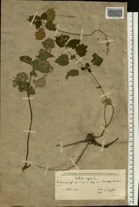 Белокудренник черный L., Восточная Европа, Нижневолжский район (E9) (Россия)