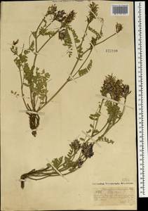 Астрагал Лаксмана, Монголия (MONG) (Монголия)