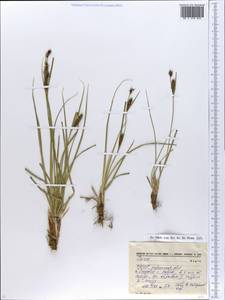 Осока, Восточная Европа, Южно-Украинский район (E12) (Украина)