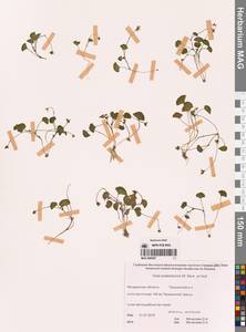 Viola crassa subsp. avatschensis (W.Becker & Hultén) Espeut, Сибирь, Чукотка и Камчатка (S7) (Россия)