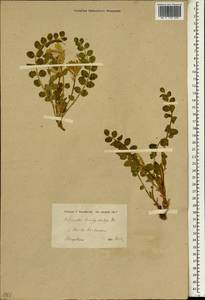 Astragalus brachystachys DC., Зарубежная Азия (ASIA) (Турция)