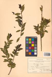 Падуб морщинистый F.Schmidt, Сибирь, Дальний Восток (S6) (Россия)