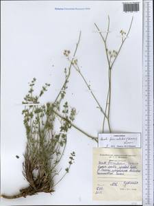 Libanotis fasciculata Korov., Средняя Азия и Казахстан, Западный Тянь-Шань и Каратау (M3) (Таджикистан)