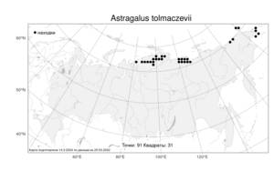 Astragalus tolmaczevii, Астрагал Толмачева Jurtzev, Атлас флоры России (FLORUS) (Россия)