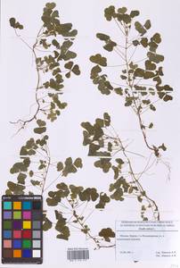 Кислица торчащая L., Восточная Европа, Московская область и Москва (E4a) (Россия)