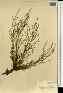 Полынь желтоцветная Krasch., Монголия (MONG) (Монголия)