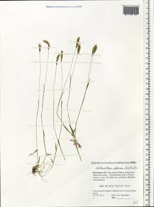 Душистый колосок ниппонский Honda, Восточная Европа, Северный район (E1) (Россия)