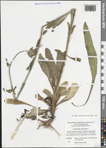 Колокольчик жестковолосистый L., Восточная Европа, Северо-Западный район (E2) (Россия)