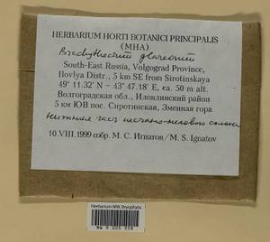Brachythecium glareosum (Bruch ex Spruce) Schimp., Гербарий мохообразных, Мхи - Нижний Дон и Нижняя Волга (B11) (Россия)