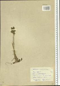 Мятлик альпийский L., Сибирь, Западный (Казахстанский) Алтай (S2a) (Казахстан)