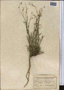 Володушка высокая M.Bieb., Средняя Азия и Казахстан, Памир и Памиро-Алай (M2) (Таджикистан)