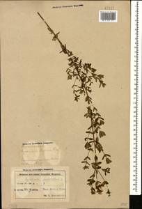 Зверобой продырявленный L., Кавказ, Азербайджан (K6) (Азербайджан)