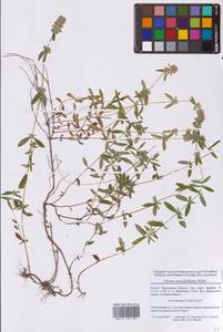 Thymus pannonicus All., Восточная Европа, Московская область и Москва (E4a) (Россия)