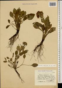 Tephroseris integrifolia subsp. primulifolia (Cufod.) Greuter, Кавказ, Дагестан (K2) (Россия)