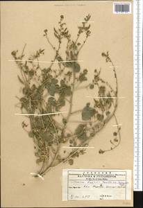 Cleome noeana subsp. noeana, Средняя Азия и Казахстан, Копетдаг, Бадхыз, Малый и Большой Балхан (M1) (Туркмения)