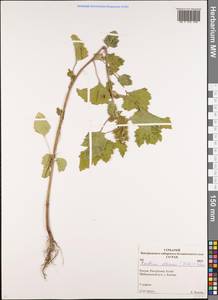 Xanthium orientale var. albinum (Widder) Adema & M. T. Jansen, Сибирь, Алтай и Саяны (S2) (Россия)