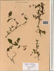 Persicaria capitata (Buch.-Ham. ex D. Don) H. Gross, Зарубежная Азия (ASIA) (Непал)