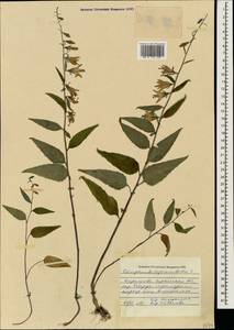 Колокольчик рапунцелевидный L., Кавказ, Ставропольский край, Карачаево-Черкесия, Кабардино-Балкария (K1b) (Россия)