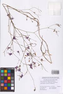 Delphinium consolida subsp. paniculatum (Host) N.Busch, Восточная Европа, Нижневолжский район (E9) (Россия)