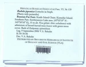 Radula japonica Gottsche ex Steph., Гербарий мохообразных, Мхи - Дальний Восток (без Чукотки и Камчатки) (B20) (Россия)
