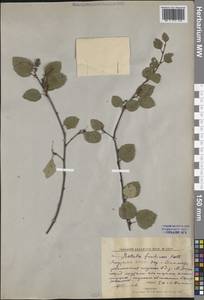 Береза кустарниковая Pall., Сибирь, Якутия (S5) (Россия)