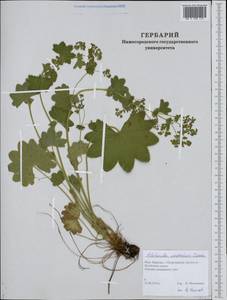 Манжетка Воротникова Czkalov, Восточная Европа, Северный район (E1) (Россия)