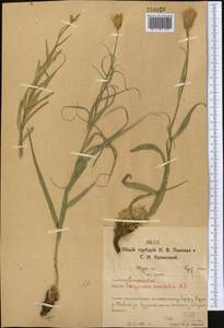 Gelasia ensifolia (M.Bieb.) Zaika, Sukhor. & N.Kilian, Средняя Азия и Казахстан, Северный и Центральный Казахстан (M10) (Казахстан)