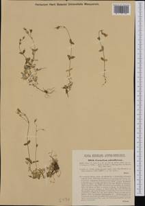 Cerastium subtriflorum (Rchb.) Pacher, Западная Европа (EUR) (Австрия)
