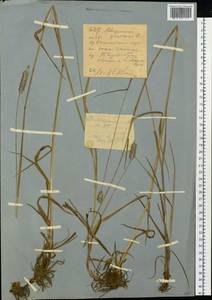 Лисохвост луговой L., Сибирь, Западный (Казахстанский) Алтай (S2a) (Казахстан)