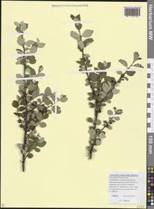 Кизильник цельнокрайний Medik., Кавказ, Ставропольский край, Карачаево-Черкесия, Кабардино-Балкария (K1b) (Россия)