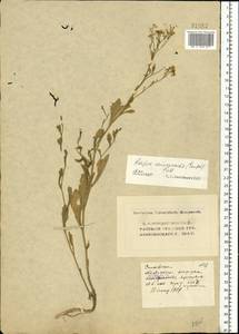 Rorippa × armoracioides (Tausch) Fuss, Восточная Европа, Московская область и Москва (E4a) (Россия)