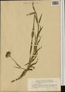 Dianthus deserti Ky., Западная Европа (EUR) (Румыния)