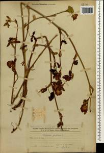 Клевер луговой L., Кавказ, Азербайджан (K6) (Азербайджан)